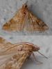 Hellula undalis